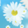 Flying Camomiles Screensaver Icon