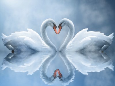 Swan Love Animated Wallpaper screenshot